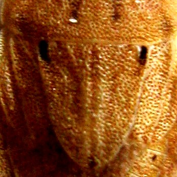 Pentatomidae: Sciocoris helferi del Cagliaritano